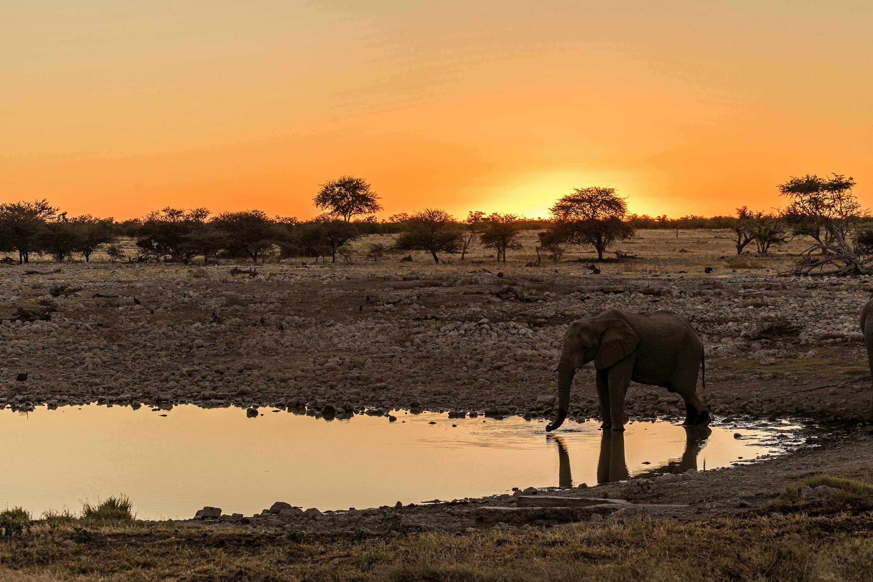 Afrika savana