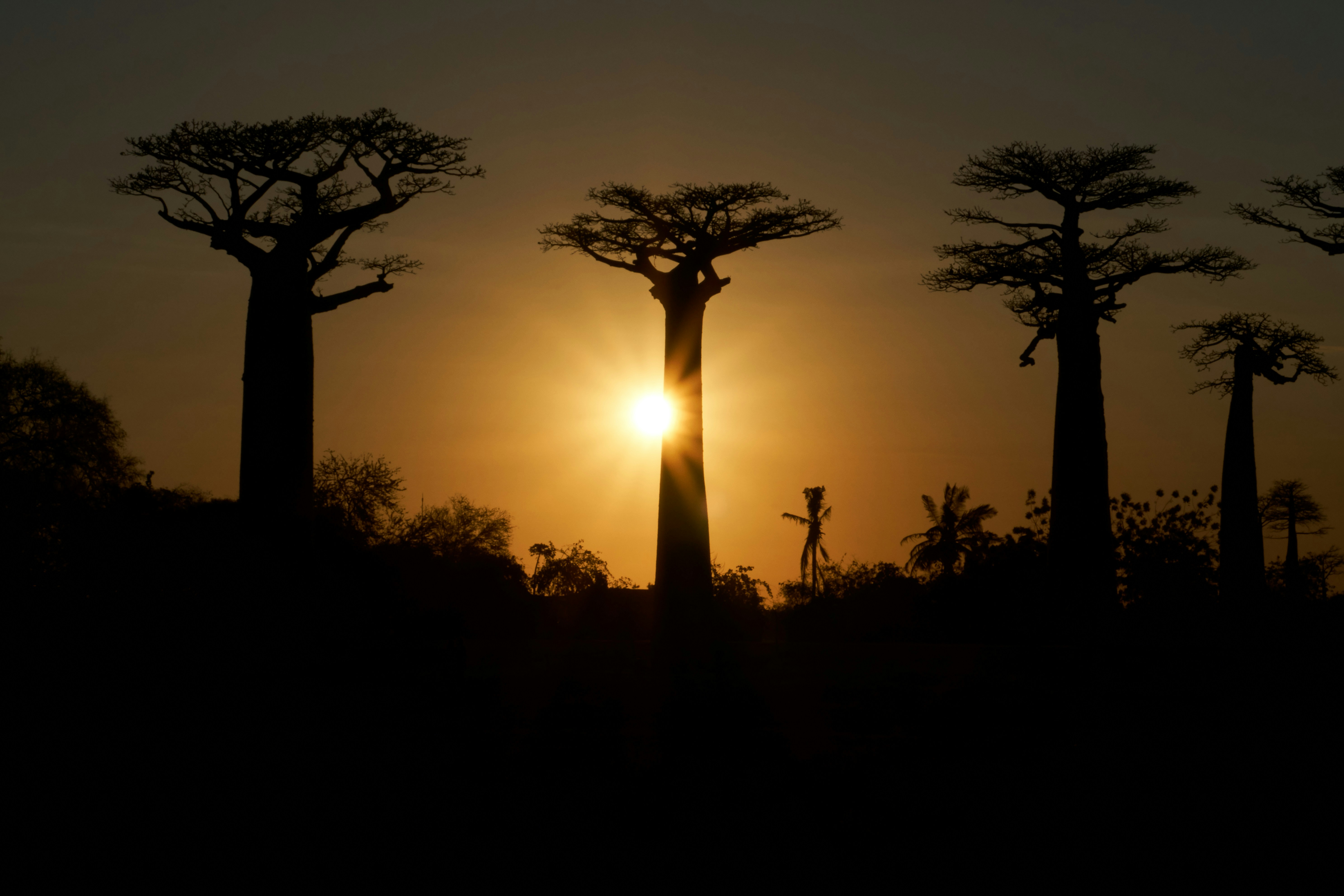 Afrika příroda
