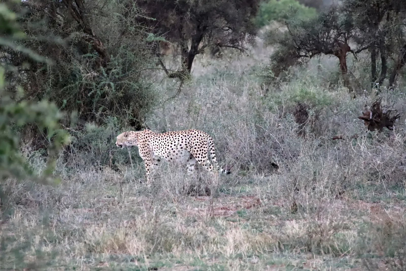 Keňa – gepard v&nbsp;buši Masai Mara