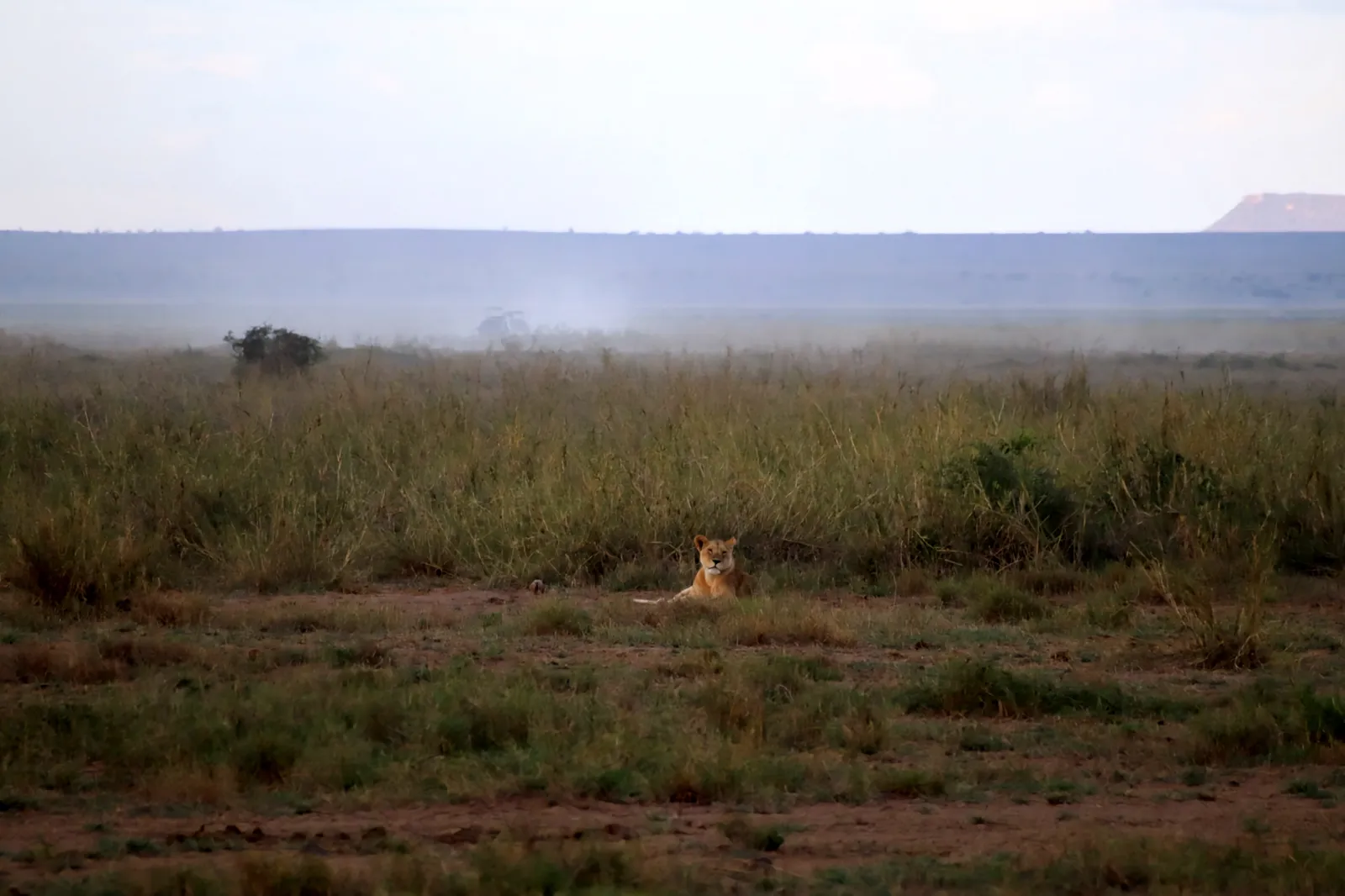 Keňa – lvice v&nbsp;savaně Masai Mara