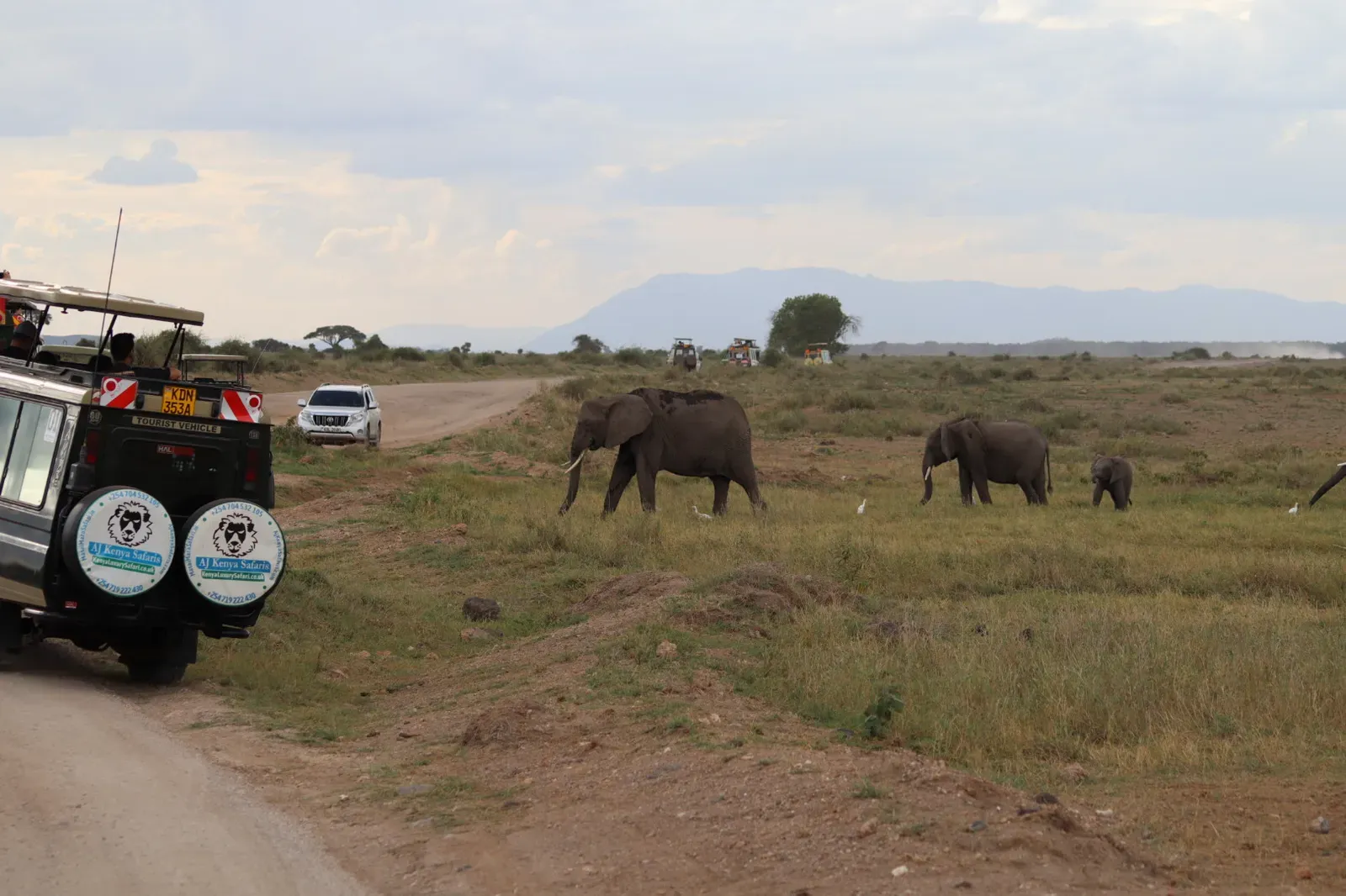 Keňa – stádo slonů na safari v&nbsp;Amboseli