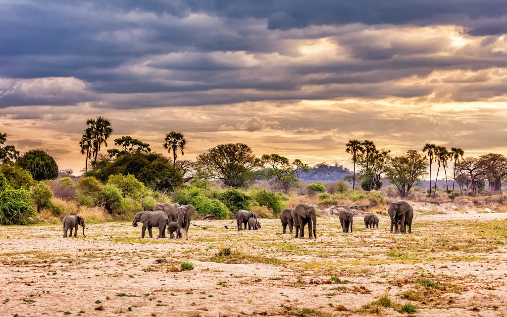 Jižní Tanzanie – kempové safari