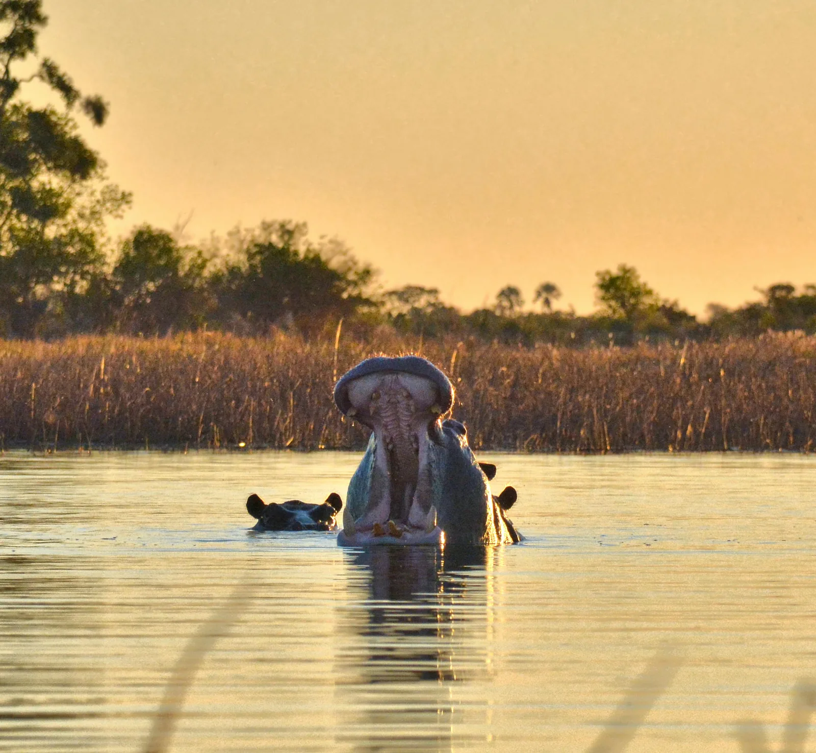 Botswana – Okavango Delta, sloni a divoká příroda