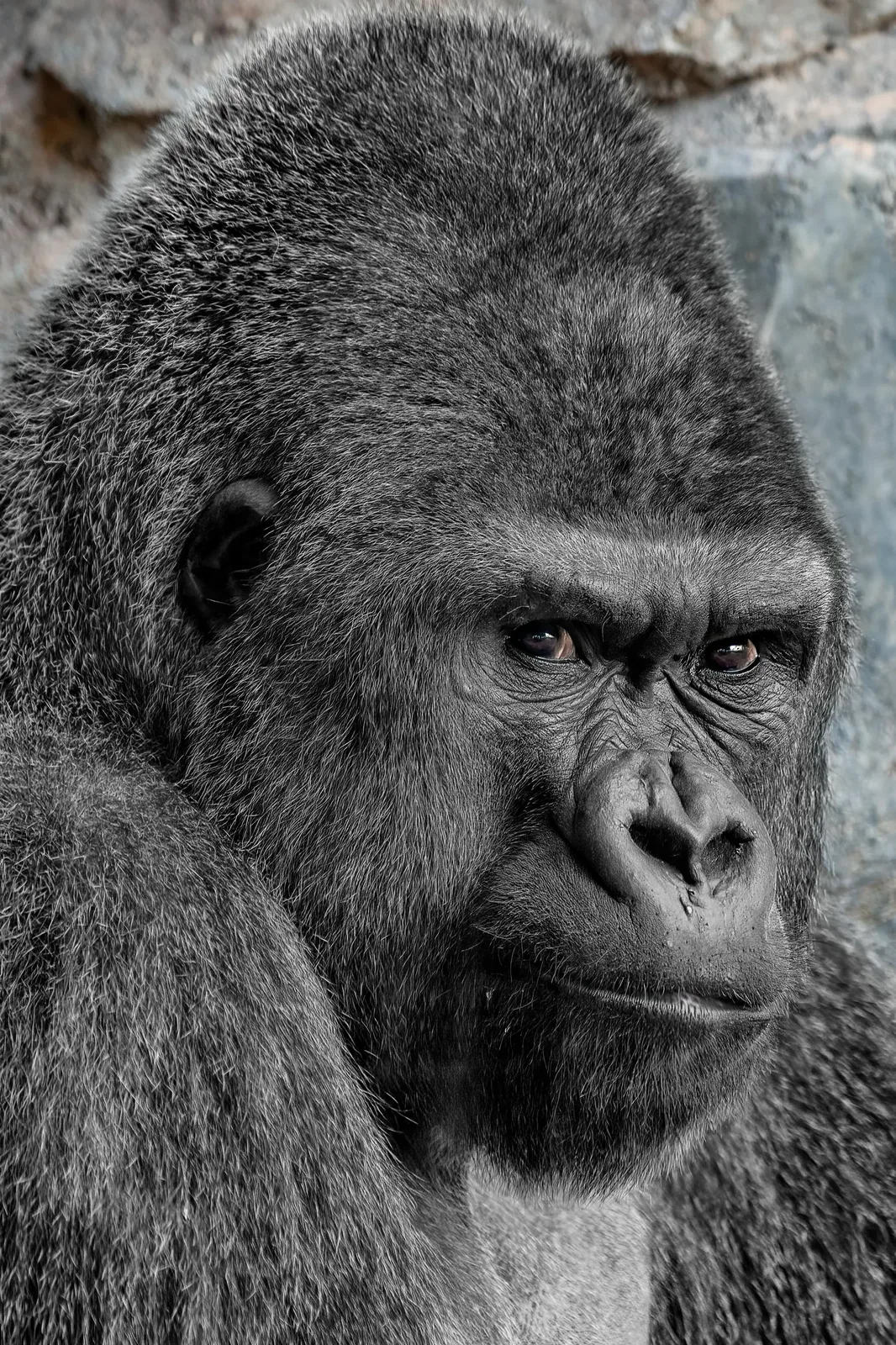 Uganda – gorily