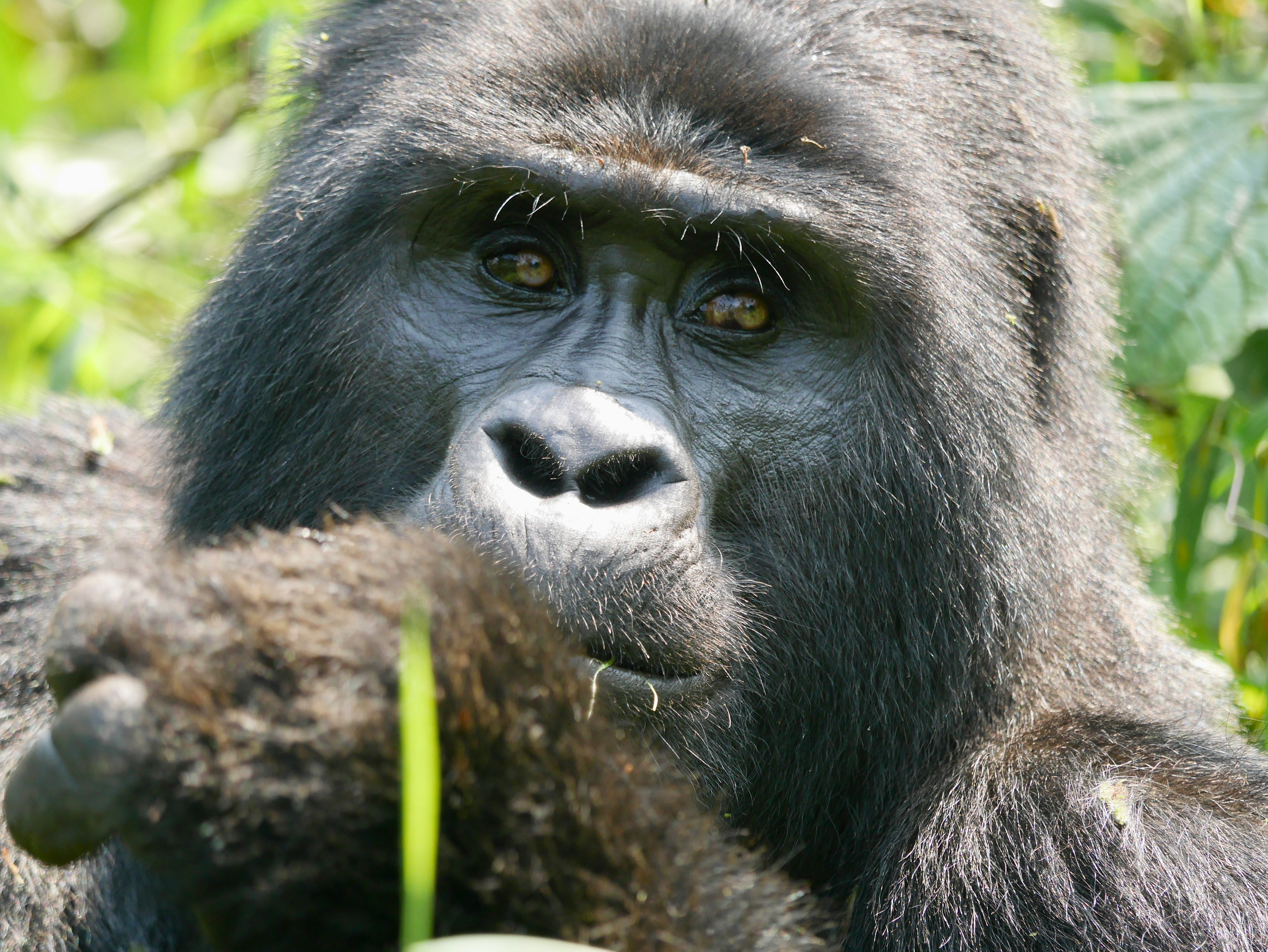 Uganda – gorily horské, Bwindi Impenetrable Forest