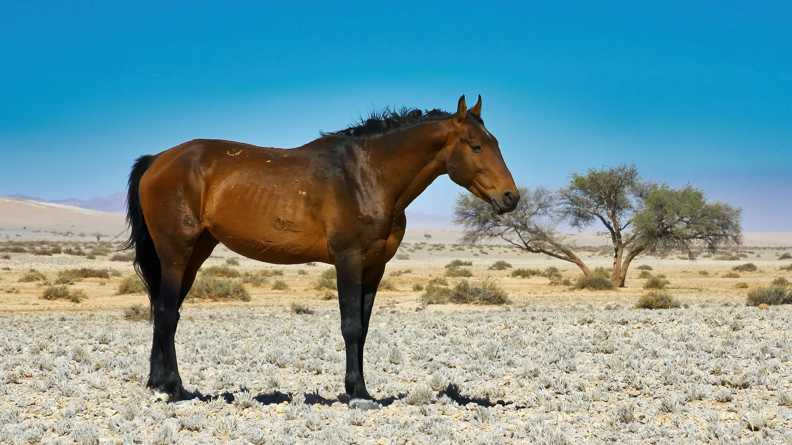 Namibie – safari na koni, pouštní krajina Namibie