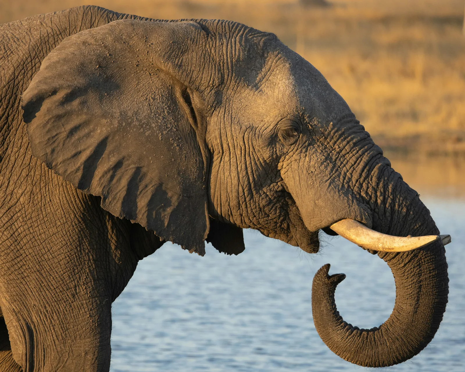 Zimbabwe – rodinné safari v Hwange NP