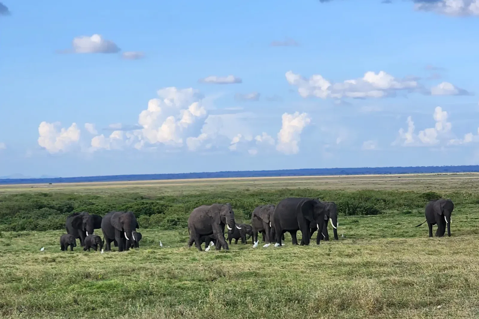 Keňa – stádo slonů v&nbsp;Amboseli