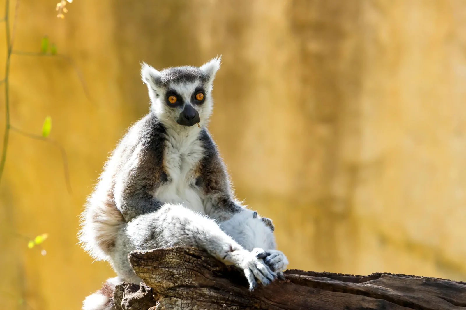 Madagaskar – příroda
