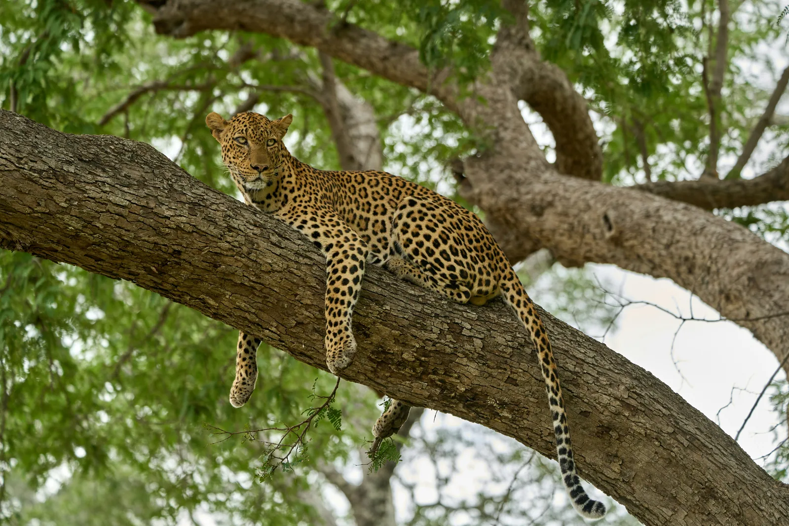 Zambie – leopard v South Luangwa