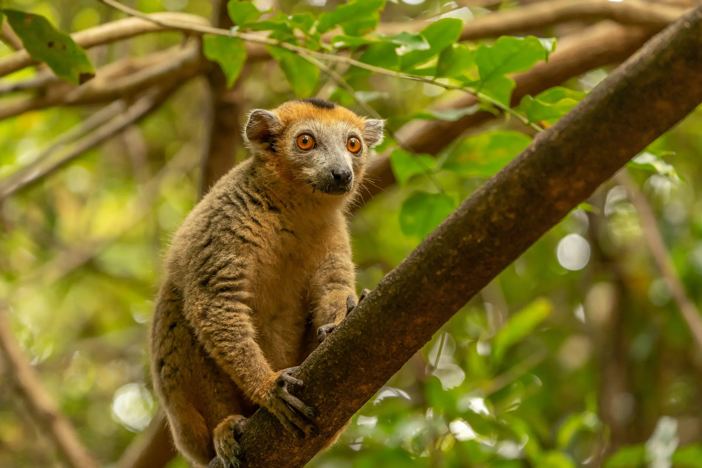 Madagaskar – lemur