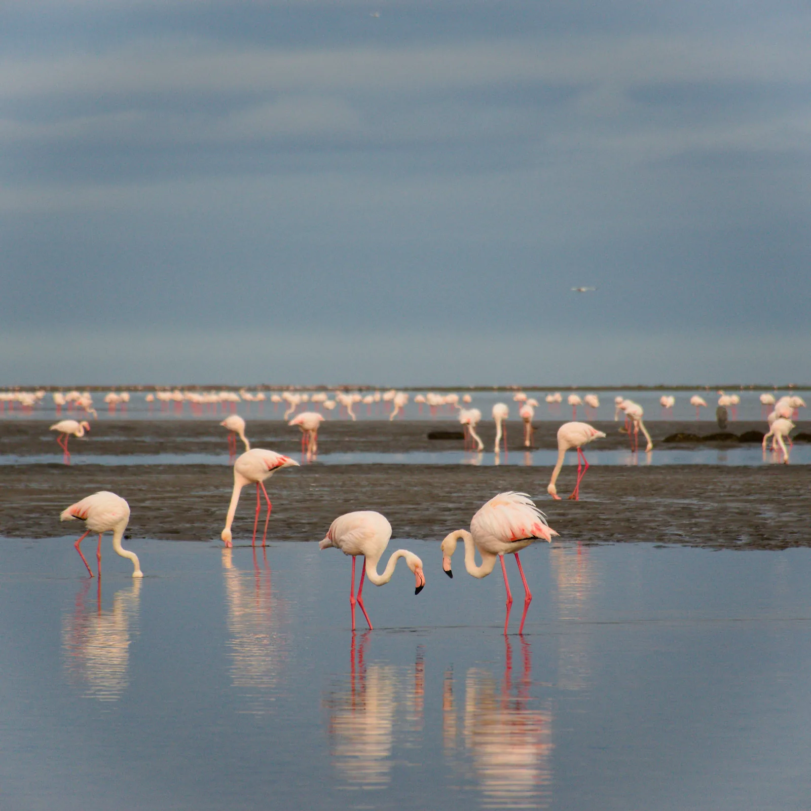Namibie – plameňáci ve Walvis Bay