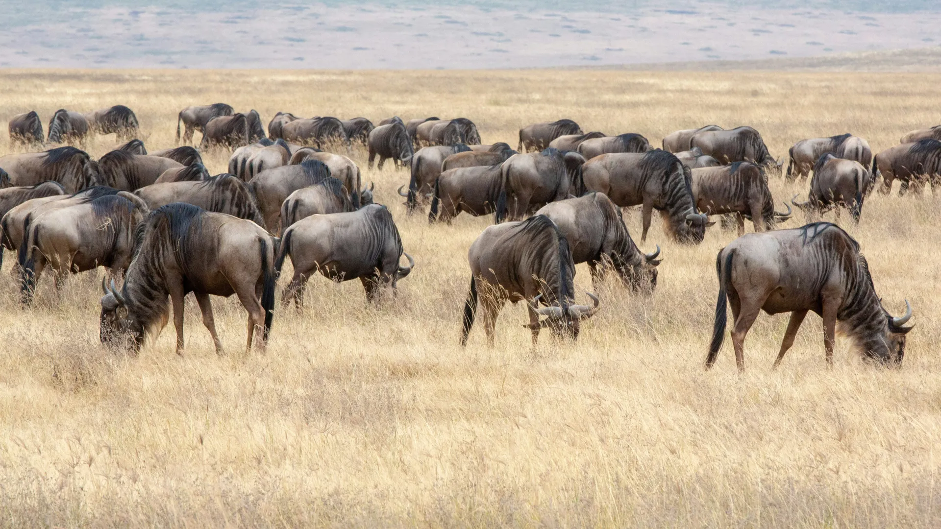 Tanzanie – stáda pakoňů na pláních Serengeti