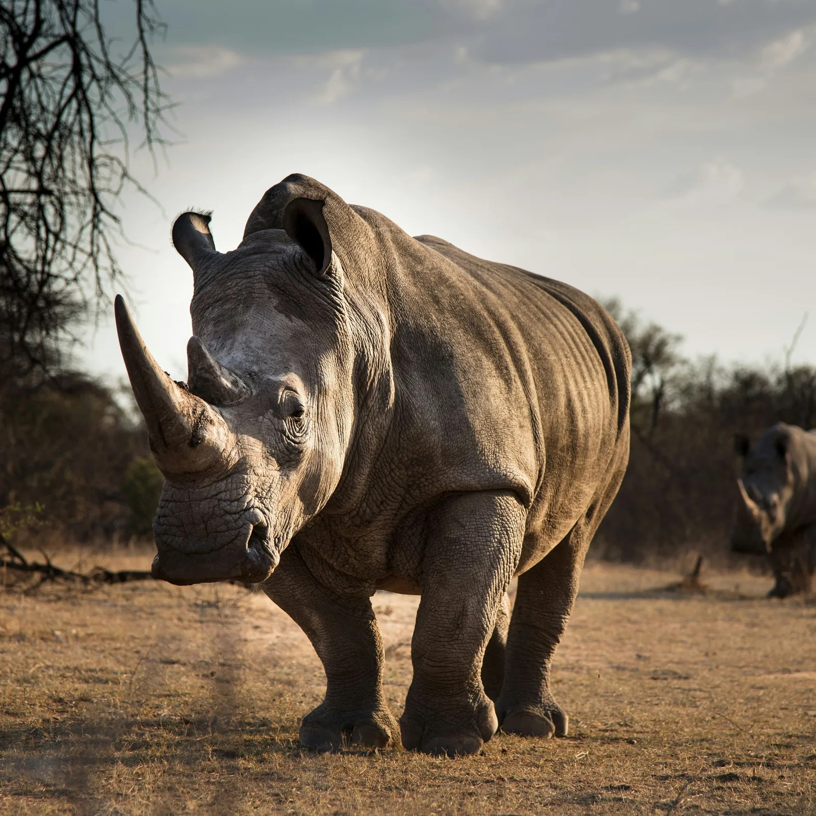 JAR – Kruger National Park, sloni v savané