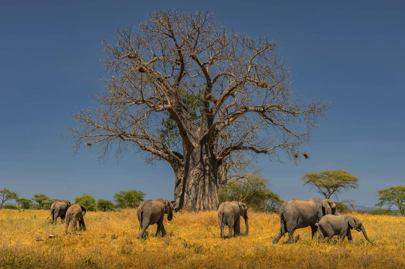 Tanzanie – neznámý jih, Ruaha National Park