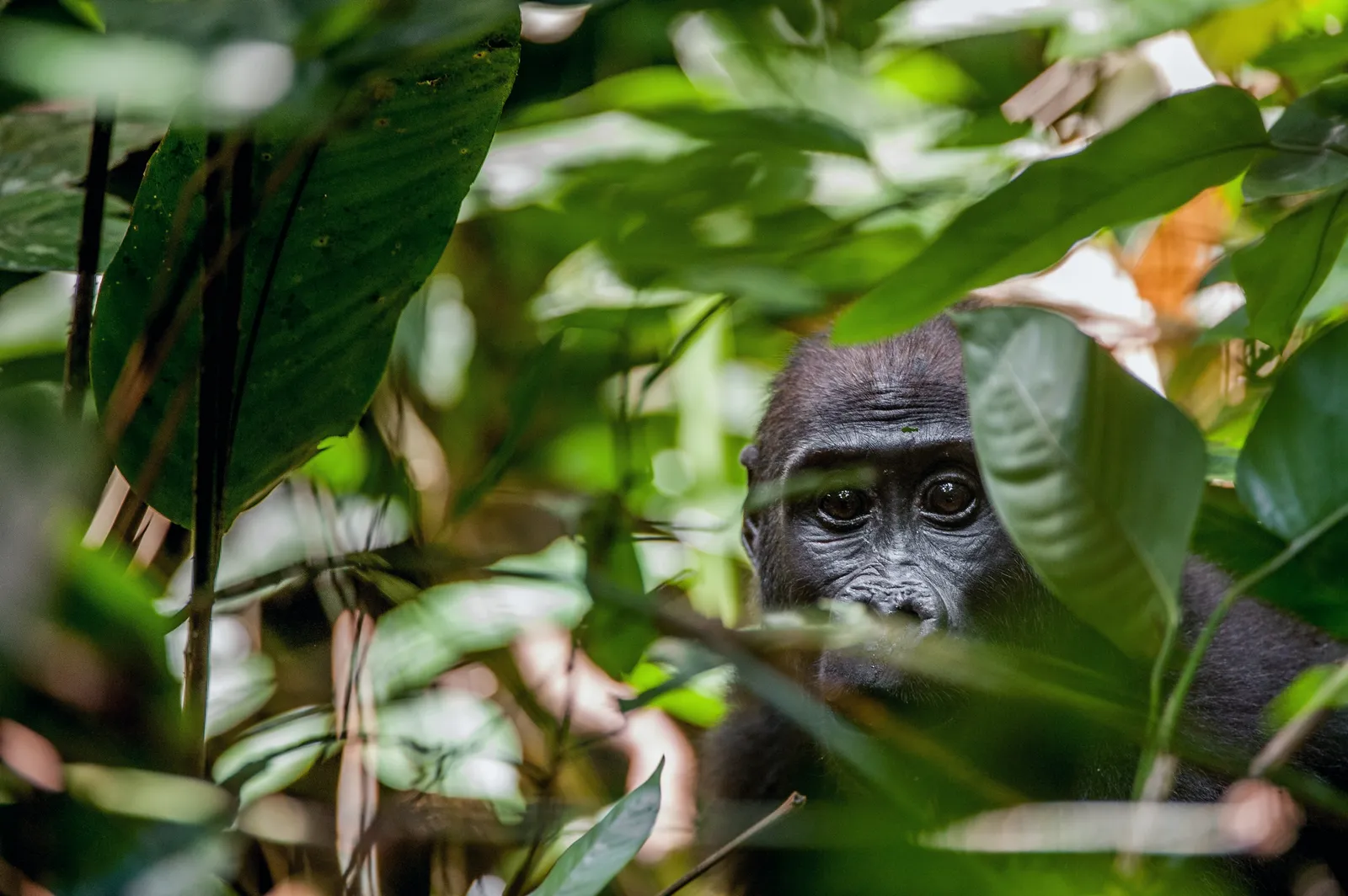 Středoafrická republika – Dzanga-Sangha, gorily a Pygmejové