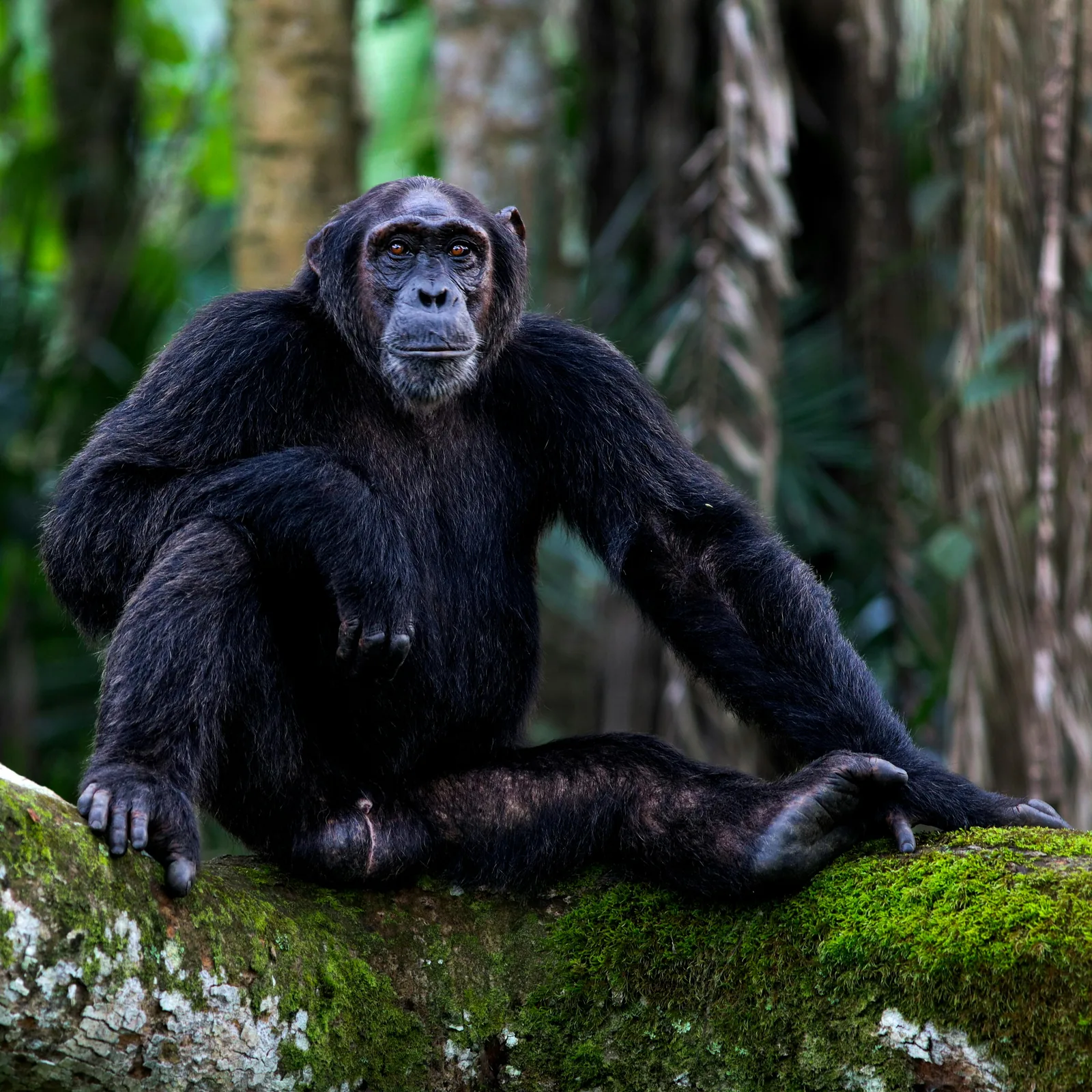 Uganda – 13 dní kempové safari s šimpanzy