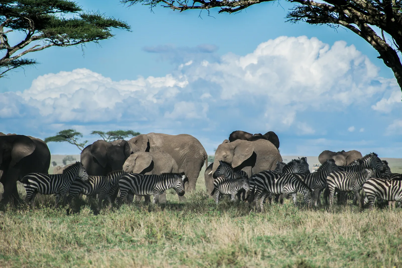 Tanzanie – privátní safari lodge v Serengeti