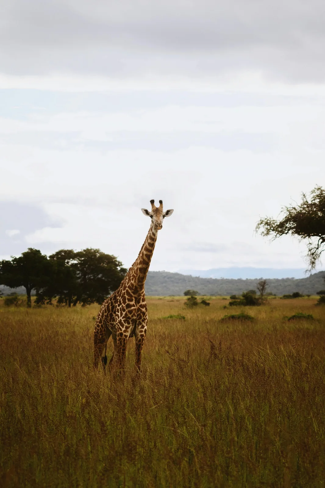 Serengeti – velká migrace pakoní