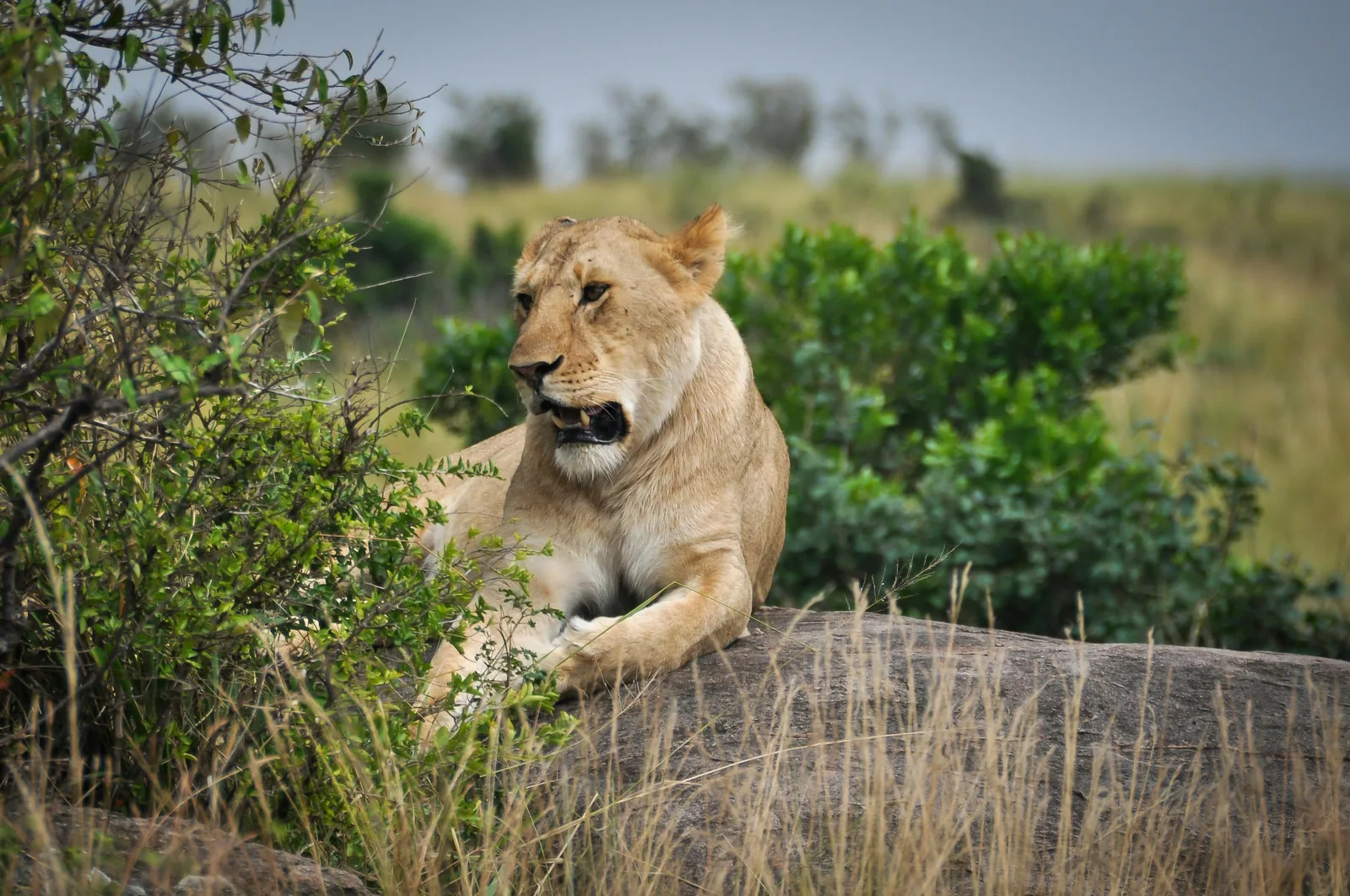 Tanzanie – kempové safari v Serengeti a západ slunce