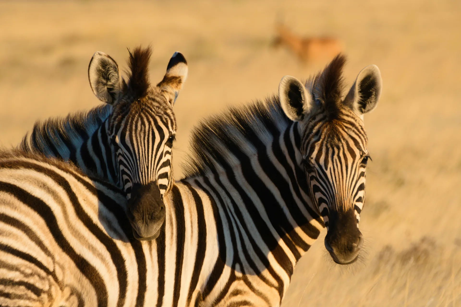 Namibie a Botswana – divočina podél řeky Zambezi